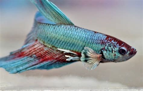 Betta Fish Names 950+ (Unique Betta Names By Color.